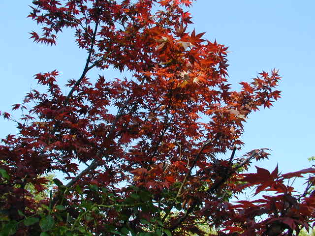 red japanese maple bloodgood. Japanese Maple Bloodgood