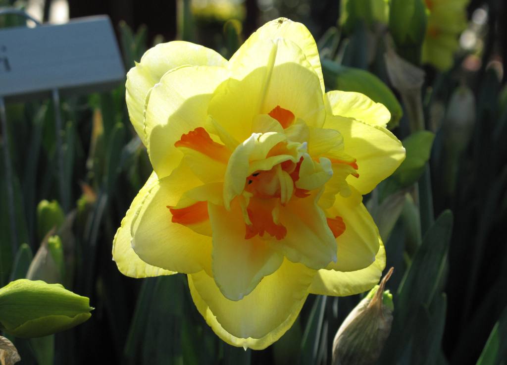 Differing Daffodils « ceo a39;s dhraíocht